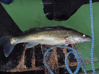 Kuha 2,65 kg