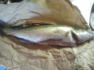 Kuha 3,10 kg