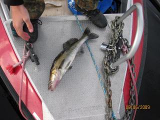 Kuha 1,16 kg