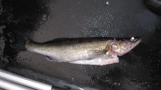 Kuha 1,05 kg