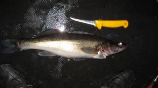 Kuha 1,45 kg