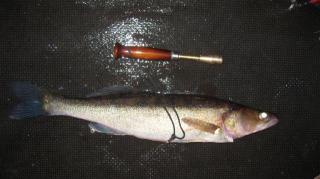 Kuha 1,30 kg