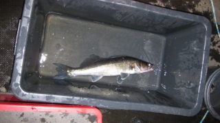 Kuha 1,25 kg