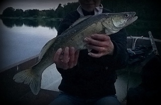 Kuha 1,00 kg