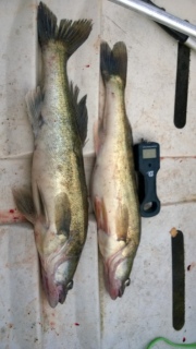 Kuha 4,76 kg