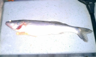 Kuha 600 g