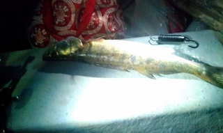 Kuha 1,20 kg