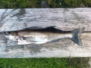 Kuha 1,10 kg