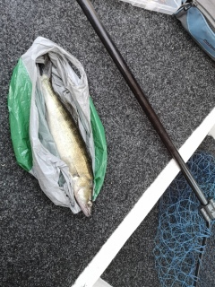 Kuha 800 g