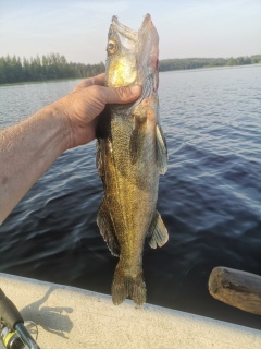 Kuha 1,17 kg