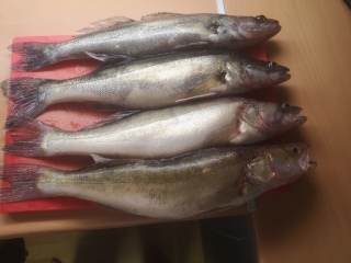 Kuha 3,85 kg