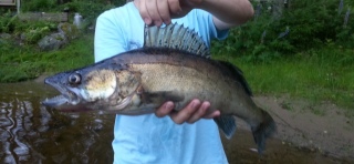 Kuha 2,35 kg