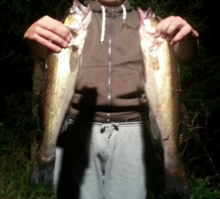 Kuha 1,35 kg