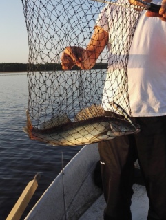 Kuha 1,14 kg