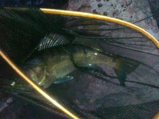 Kuha 3,90 kg