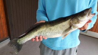 Kuha 1,80 kg