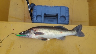 Kuha 3,50 kg