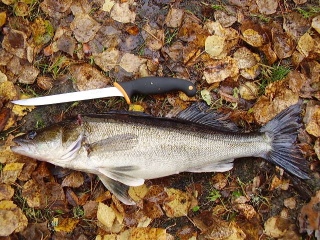 Kuha 1,30 kg