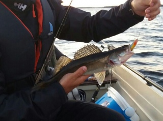 Kuha 700 g