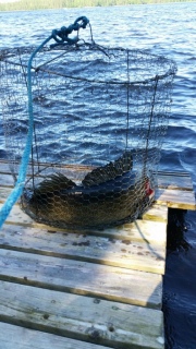 Kuha 6,00 kg