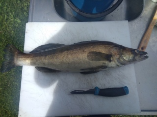 Kuha 1,60 kg