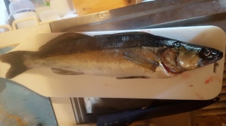 Kuha 970 g