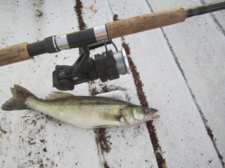 Kuha 600 g