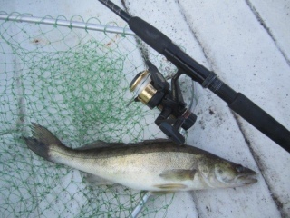 Kuha 820 g