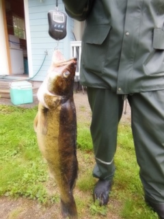 Kuha 6,52 kg