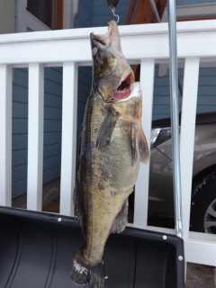 Kuha 5,93 kg