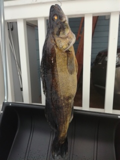 Kuha 6,53 kg
