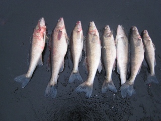 Kuha 8,00 kg