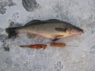 Kuha 1,85 kg