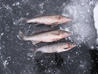 Kuha 2,35 kg