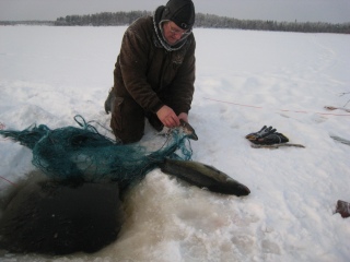 Kuha 4,60 kg
