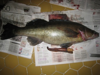 Kuha 4,70 kg