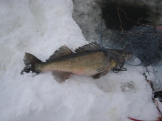 Kuha 5,24 kg