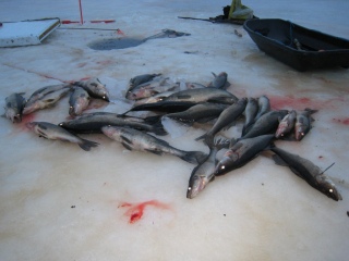 Kuha 28,50 kg