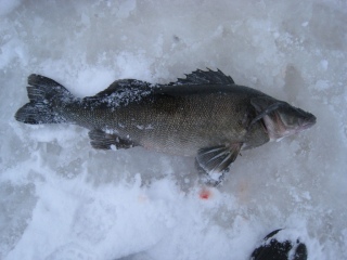 Kuha 4,65 kg