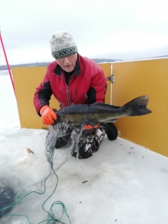 Kuha 3,30 kg