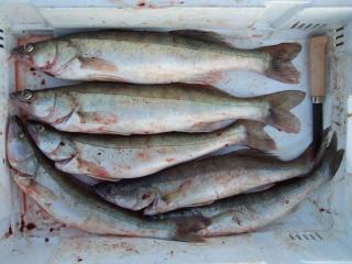 Kuha 4,21 kg