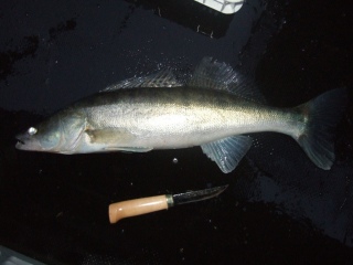 Kuha 1,55 kg