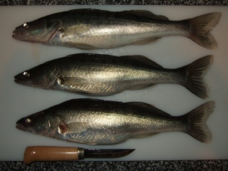 Kuha 510 g
