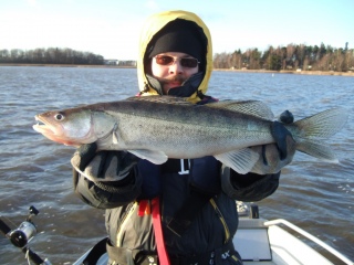 Kuha 1,23 kg