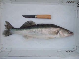 Kuha 1,28 kg