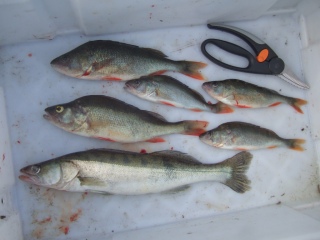 Kuha 500 g