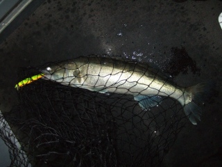 Kuha 1,82 kg