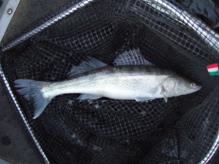 Kuha 900 g