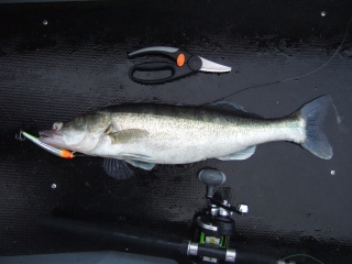 Kuha 2,10 kg