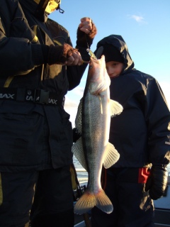 Kuha 2,14 kg